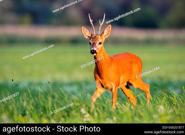 Roe deer, capreolus capreolus, buck walking on blooming meadow in summer at sunset. Wildlife scenery with vivid colors from nature