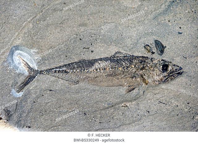 fossilized mackerel-like fish from Fur Formation, palaeocene/eocene, Denmark, Limfjord