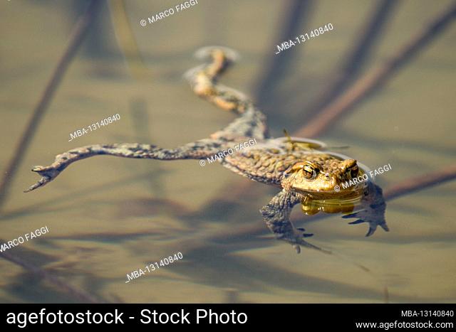 Common toad in the pond