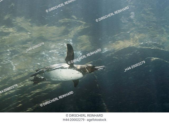 Penguin, Spheniscus mendiculus, Punta Vicente Roca, Galapagos, Isabela Island, Ecuador