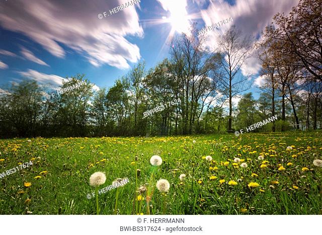 dandelion meadow, Germany, Saxony, Jocketa