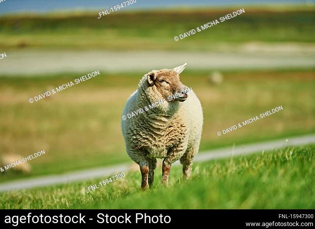 Sheep, Ovis aries, East Frisia, Lower Saxony, Germany, Europe