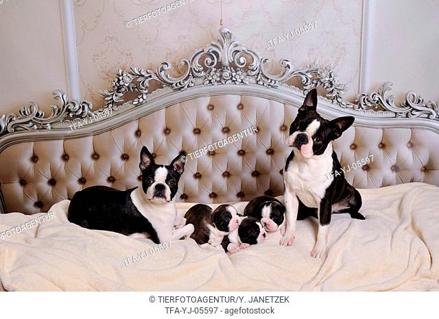 5 Boston Terriers
