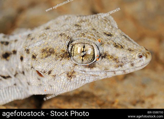 Tenerife geckos (Tarentola delalandii), Other animals, Gecko, Reptiles, Animals, Tenerife Gecko adult, close-up of head, Tenerife, Canary Islands
