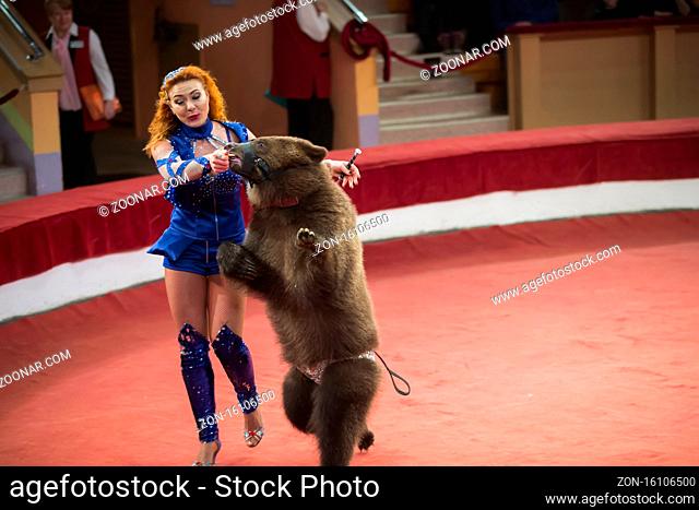 Belarus, Gomil, February 16, 2019. State Circus. Program Bravo Bravissimo.A trained bear in a circus. Animal in the arena
