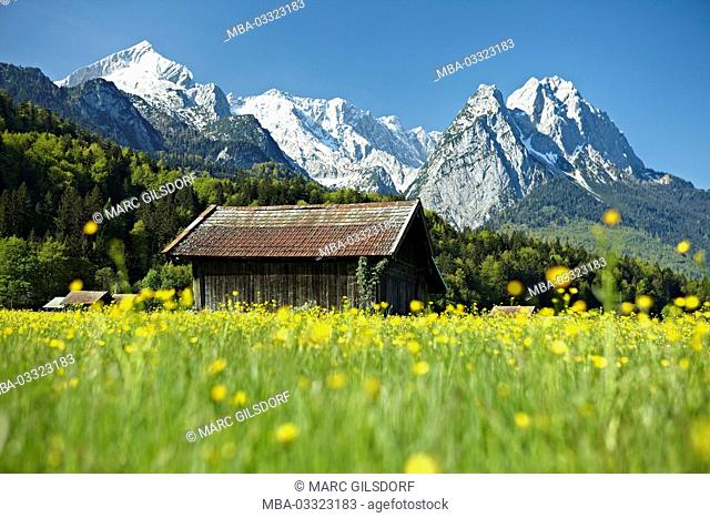 Germany, Bavaria, Werdenfelser Land (region), Garmisch-Partenkirchen, flower meadow, mountain massif, Wetterstein Range