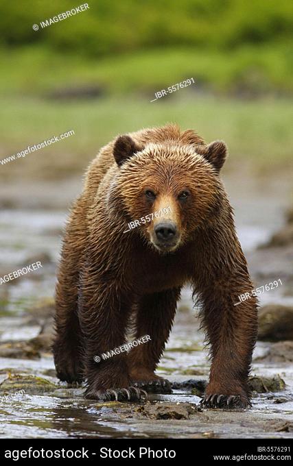 Grizzly bear, grizzly bears (Ursus arctos horribilis), brown bear, brown bears, bears, predators, mammals, animals, Grizzly Bear adult, whale