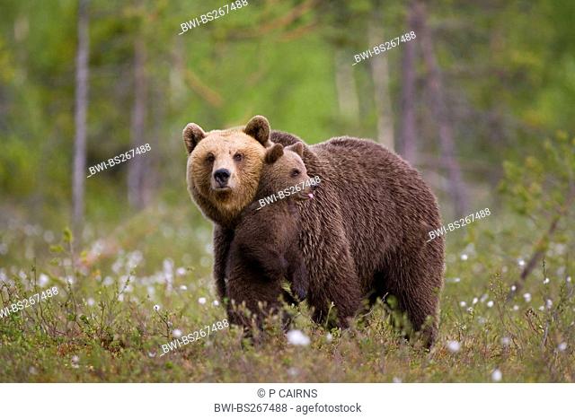 European brown bear Ursus arctos arctos, mother and cub, Finland, Martinselkonen Wilds Centre
