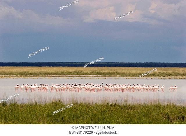 greater flamingo (Phoenicopterus roseus, Phoenicopterus ruber roseus), group at Etosha, Namibia, Etosha National Park