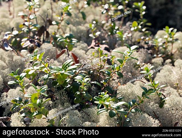 Close-up of reindeer lichen in Russian tundra