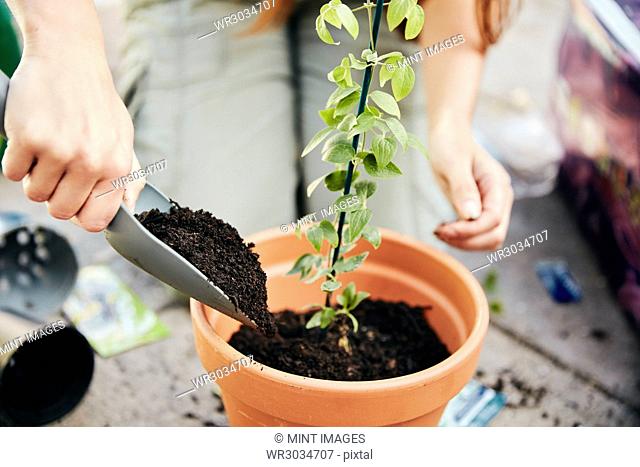 A person potting up a young plant in a terracotta pot and adding soil around the base with a trowel