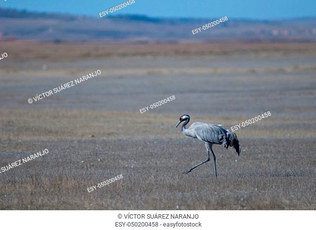 Common crane (Grus grus). Gallocanta Lagoon Natural Reserve. Aragon. Spain