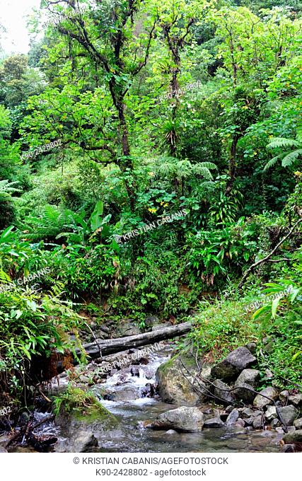 Small river flowing through the jungle of Morne Trois Piton National Park, Dominica, Windward Islands, Lesser Antilles, Eastern Caribbean Islands, West Indies