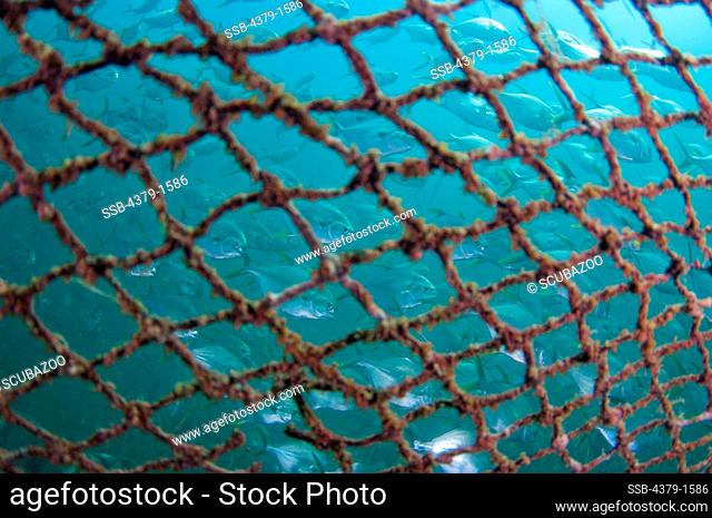 Offshore cage culture floating net holds Giant trevally (Caranx ignobilis), Brunei
