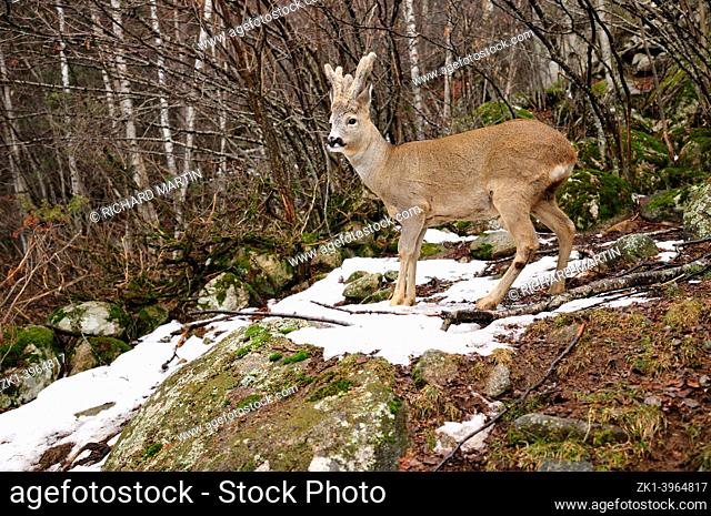 A roe deer eating in a forest in the Pyrenees. Obre a Traductor de Google. â. ¢. Suggeriments. . Traductor de Google