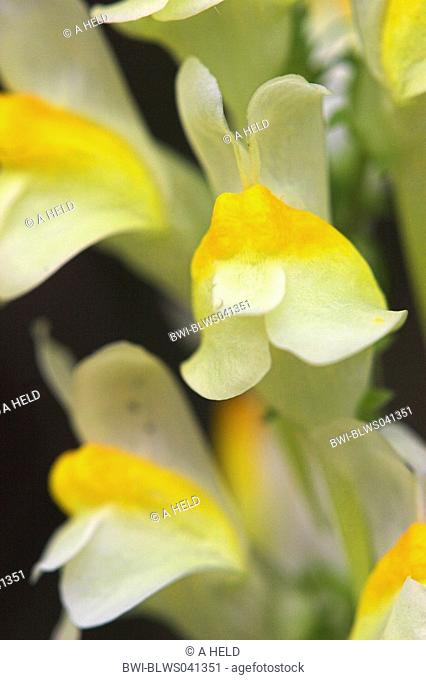 common toadflax, yellow toadflax, ramsted, butter and eggs Linaria vulgaris, inflorescence, detail, Germany, Baden-Wuerttemberg