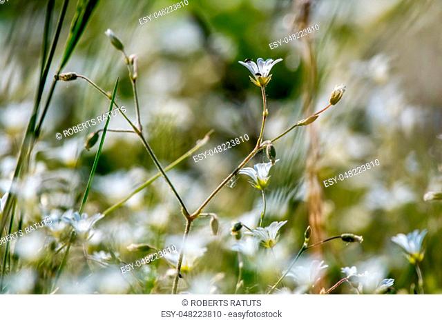 White wild flowers. Blooming flowers. Beautiful white rural flowers in green grass as background. Meadow with white flowers. Field flowers
