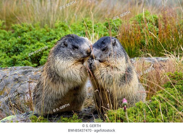 alpine marmot (Marmota marmota), two individuals saying welcome sniffing at each other, Switzerland, Valais