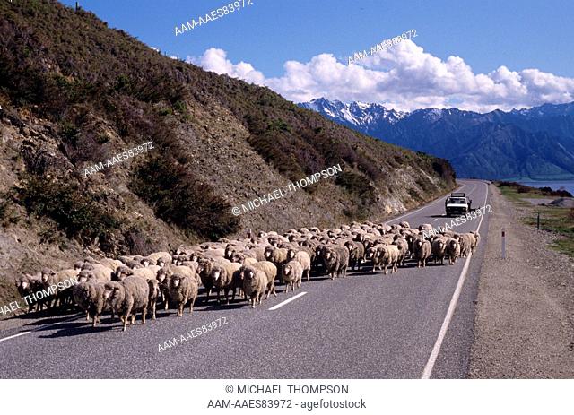 Sheepdogs working from herder's truck keep flock on Highway 6, Lake Hawea NZ
