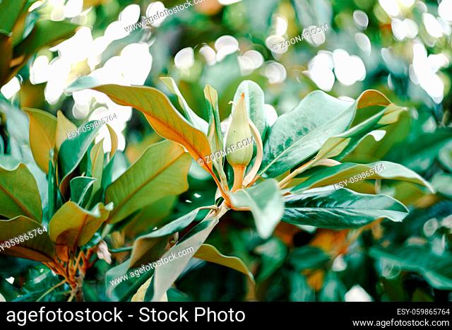 Magnolia bud in the leaves of green magnolia bush. High quality photo