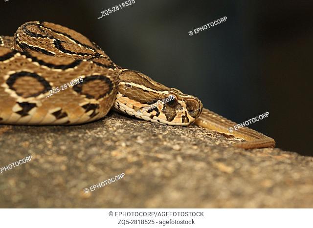Russell's viper, Daboia russelii, Bangalore, Karnataka. Monotypic genus of venomous Old World vipers. The species was named in honor of Patrick Russell
