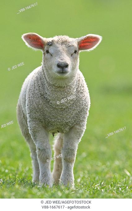 A young lamb, domestic sheep, Ovis aries in a field in North Yorkshire, England