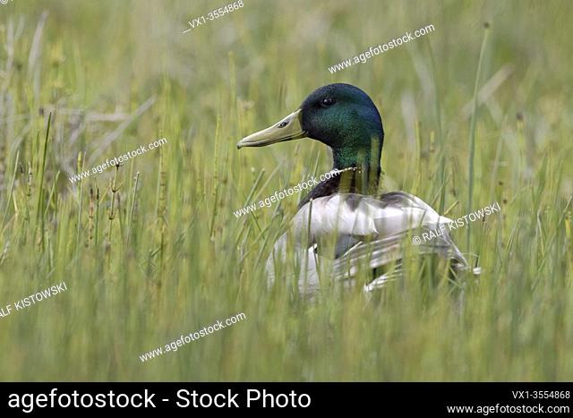 Mallard / Wild Duck / Stockente ( Anas platyrhynchos ), male adult, sitting in low natural vegetation, watching attentively, wildlife, Europe
