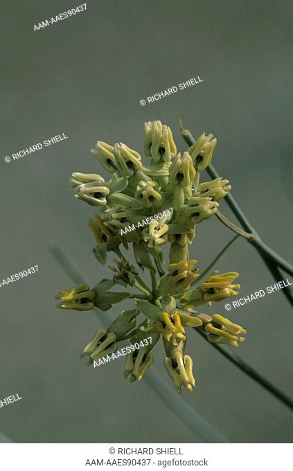 Desert Milkweed Flower Cluster (Asclepias subulata), Living Desert, CA