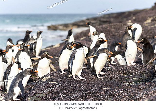 Rockhopper penguin Eudyptes chrysocome, subspecies southern rockhopper penguin Eudyptes chrysocome chrysocome. Penguins on beach relaxing before climbing up a...