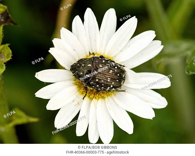 Chafer Beetle Oxythyrea funesta adult, feeding on ox-eye daisy flower, Romania