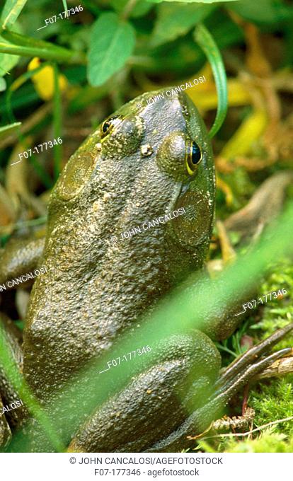 Bullfrog (Rana catesbeiana)