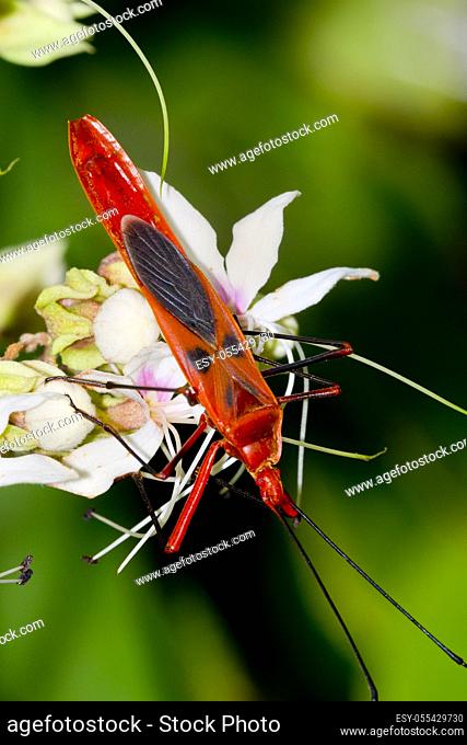 Shield Bug, Chust Bug, Riverine Forest, Royal Bardia National Park, Bardiya National Park, Nepal, Asia