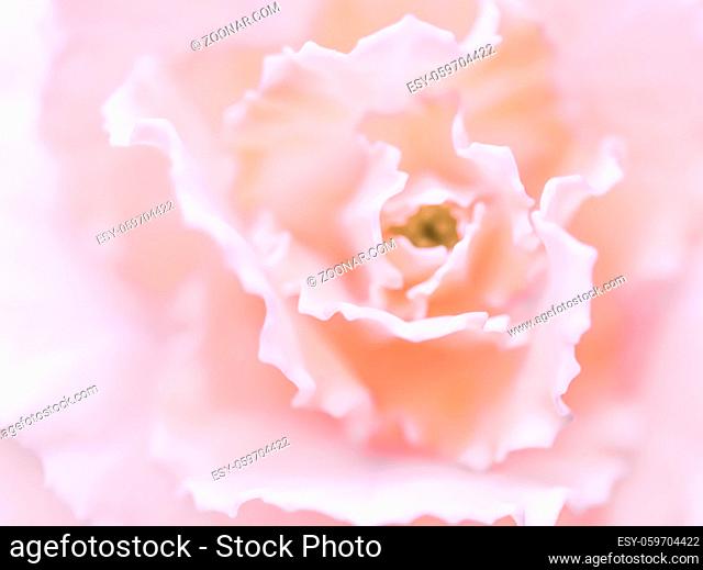 Retro art, vintage card and botanical concept - Abstract floral background, pale pink carnation flower. Macro flowers backdrop for holiday brand design