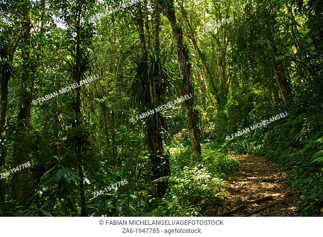 Trail in the Rain Forest of the Sierra Nevada National Park in the Andes of Venezuela