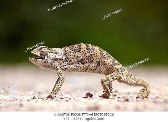 Common chameleon Chamaeleo chamaeleon, Etosha National Park, Namibia