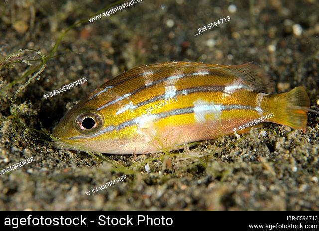 Five-lined snapper (Lutjanus quinquelineatus) juvenile, with night colours, resting on black sand at night, Lembeh Strait, Sulawesi, Greater Sunda Islands