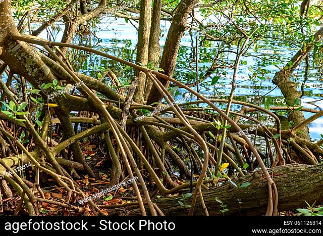 Natural and preserved mangrove vegetation on the edge of a lagoon in Brazil
