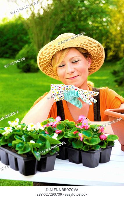 Young woman planting flower seedlings, gardening in spring, planting begonia flowers in pot, smiling woman working in garden