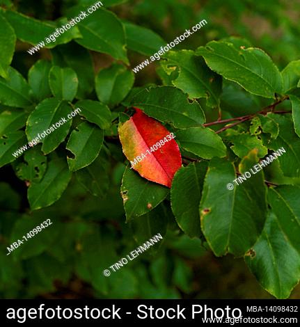 red discolored leaf in autumn on a small tree in the forest, one-to-one format