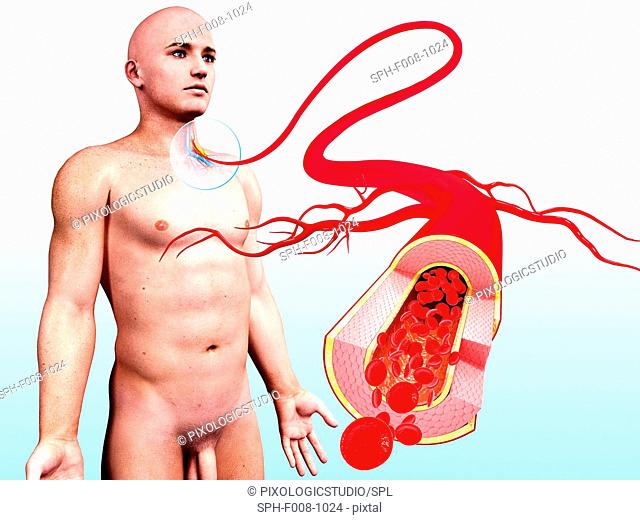 Human arteries, computer artwork
