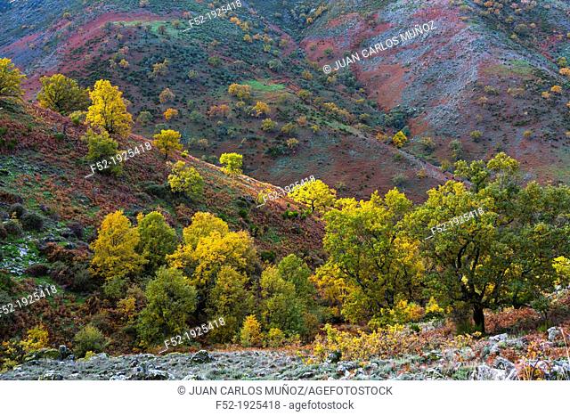 PYRENEAN OAK - ROBLE REBOLLO Quercus pyrenaica, Ambroz valley, CÃ¡ceres, Extremadura, Spain, Europe