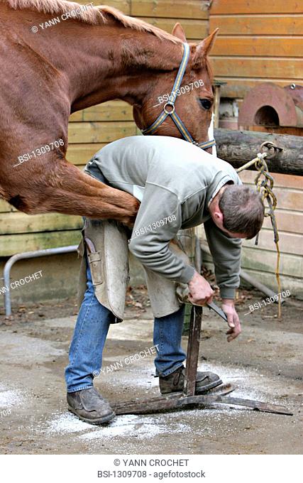 Itinerant blacksmith farrier filling the hoof of the horse Oise, Picardy, France