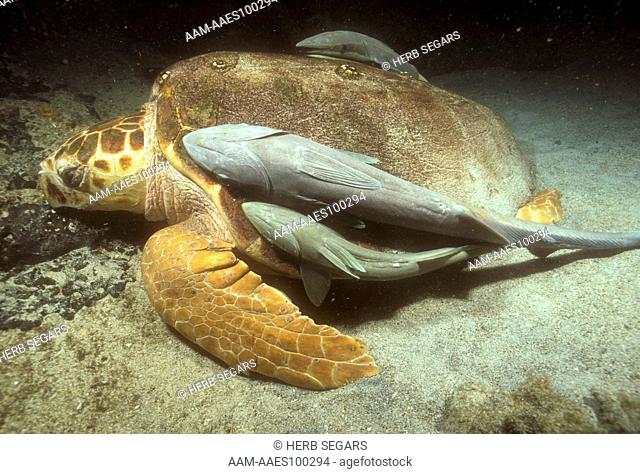 Loggerhead Sea Turtle with Sharksuckers, Night, Wreck of Hesperus, NW Bahamas (C. caretta)