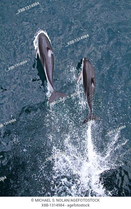 A pod of Pacific white-sided dolphins Lagenorhynchus obliquidens leaping and bow-riding the National Geographic Sea Bird in Johnstone Strait, British Columbia
