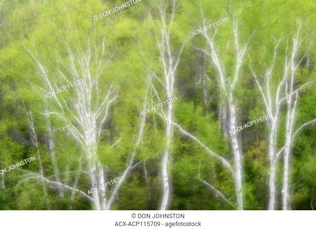 Birch trees in spring, Greater Sudbury, Ontario, Canada