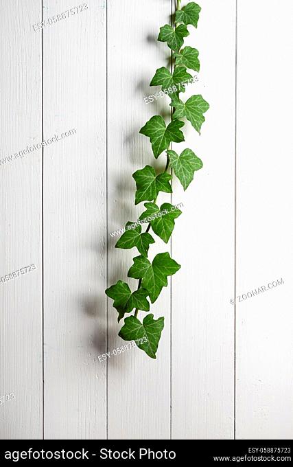 a branch of climbing ivy on a white wooden wall