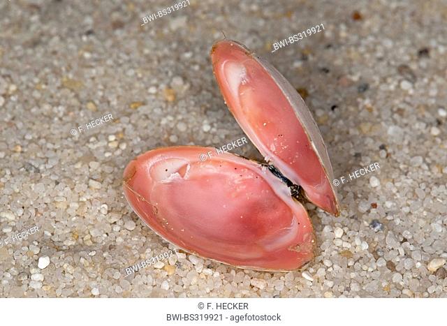 Baltic macoma (Macoma balthica, Macoma baltica, Tellina balthica), shell lying on thr beach, Germany