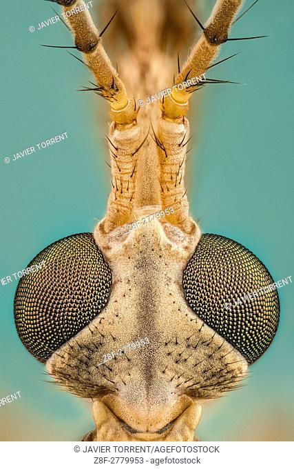 Tipula is a very large insect genus in the fly family Tipulidae. They are commonly known as crane flies or daddy longlegs