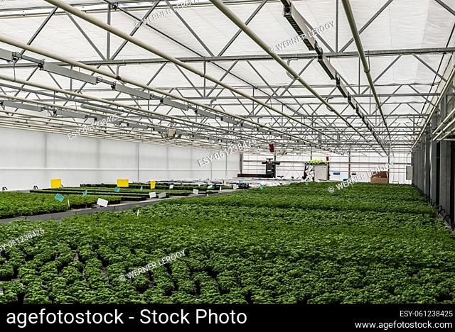 Anderlecht, Brussels Capital Region - Belgium - 12 07 2019 Greenhouse cultivation at the rooftop Aquaphonic Farms
