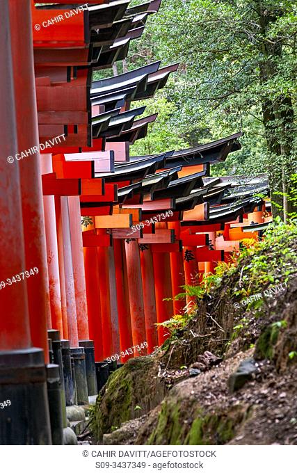 Multiple torri (Senbontorii) gates forming the route through the Shinto Fushimi Inari Taisha Shrine, Fukakusa, Shimoseya, Kyoto Fu, Japan